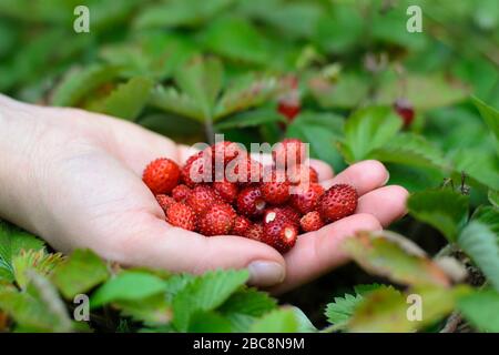 Fragole appena raccolte che giacciono in una mano Foto Stock