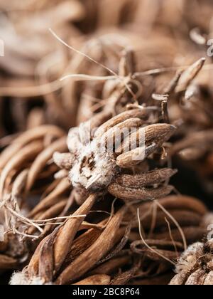 Cormi di farfalle persiane (Ranunculus asiaticus) Foto Stock