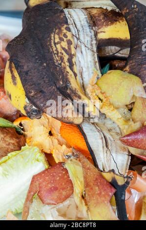 Pelli e bucce di frutta vecchia salvate per riciclaggio organico. Foto Stock