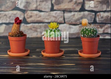 primo piano di tre cactus in fiore su tavolo di legno di fronte ad un muro Foto Stock