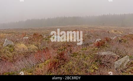 Ticknock escursione nebbia Foto Stock