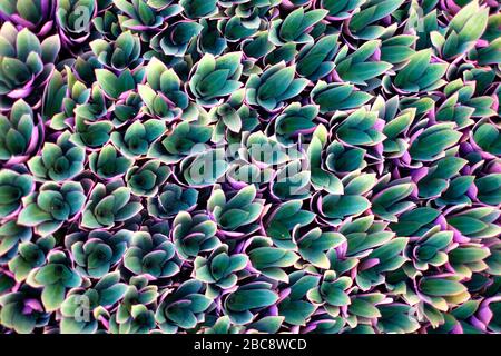 Splendido motivo floreale di foglie verdi e viola, vista dall'alto prospettiva, piatto. Foto Stock