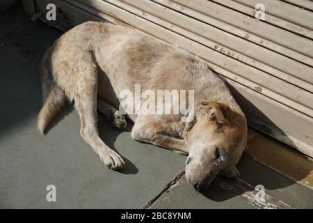 Il cane senzatetto bianco e marrone dorme in caldo sole sul pavimento di cemento caldo fuori di un negozio chiuso. Un cane da strada abbandonato che snooozing. Foto Stock