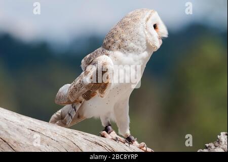 Il barbagianni (Tyto alba), Lone Pine Koala Sanctuary, Brisbane, Queensland, Australia Foto Stock
