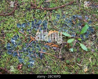 Funghi Elfcap verdi su muschio Foto Stock