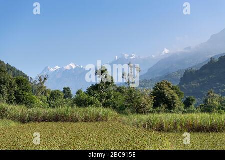 Campi di riso in Nepal con una vista del Ganesh Himal Foto Stock