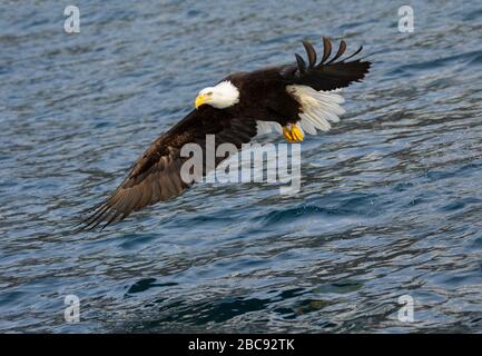 Bald Eagle adulto volare basso sull'oceano Foto Stock