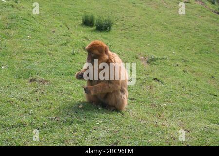 Scimmia Barbary Macaque (Macaca sylvanus) Seduto mangiare da solo conosciuto anche come Barbary ape o magot Parco faunistico Cabarceno Cantabria Spagna Foto Stock
