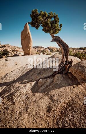 USA, Stati Uniti d'America, california, Palm Springs, Joshua Tree National Park, campus di rocce jumbo, Foto Stock