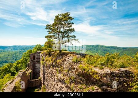 Rovine del castello di Neu-Scharfeneck, una collina fatta di arenaria colorata sulla strada del vino meridionale, area d'ingresso con cortile, sulla montagna di Kalkofen n Foto Stock