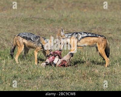 Coppia di Jackal con dorso nero (Canis mesomelas) mangiare una antilope morta, la Riserva Nazionale di Maasai Mara, Kenya Foto Stock