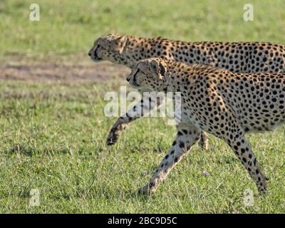 Due Cheetah maschio (Acinonyx jubatus) - parte di un gruppo di 6 - all'inizio della caccia di successo, la Riserva Nazionale Maasai Mara, Kenya Foto Stock