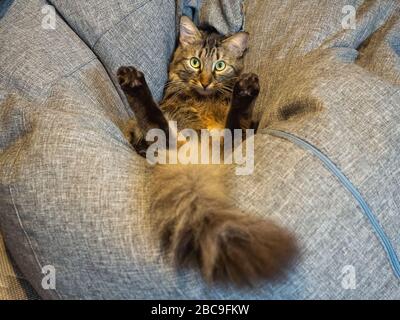 Un gatto con la coda morbida siede in una posizione insolita con le sue zampe posteriori sollevate su un cuscino grigio molto morbido Foto Stock