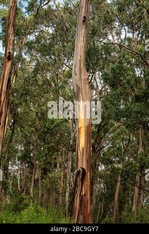 Ricrescita di alberi a seguito degli incendi boschivi del 2019 e 2020, Great Otway National Park, Australia Foto Stock