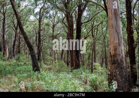 Ricrescita di alberi a seguito degli incendi boschivi del 2019 e 2020, Great Otway National Park, Australia Foto Stock