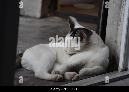 Il gatto giace alla soglia della casa e lecca la sua pelliccia con la sua lingua Foto Stock