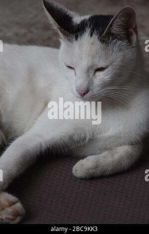 Il gatto bianco giace accanto alla soglia, con la testa sollevata Foto Stock