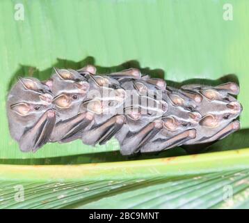 Tenda che fa pipistrelli (Uroderma bilobatum) stack seduto su un verde, Costa Rica Foto Stock