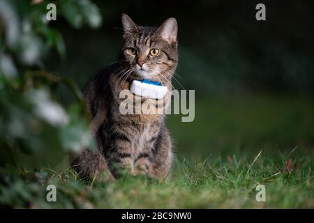 tabby nazionale shorthair gatto all'aperto in natura indossando gps tracker attaccato al collare osservando il giardino di notte Foto Stock