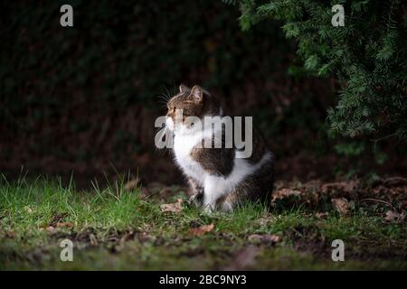 vista laterale di un tabby bianco britannico shorthair gatto seduto su prato all'aperto nella natura di notte guardando avanti Foto Stock