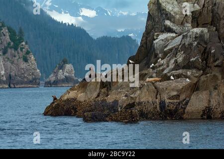 Sealion si scagliano sulla punta rocciosa con le montagne dell'Alaska sullo sfondo Foto Stock