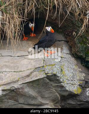 Tufften Puffin coppia alla ricerca di nido sito Foto Stock
