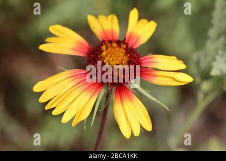 Fiore indiano della coperta (Gaillardia pulchella) che cresce nel suolo sabbioso del New Mexico (Stati Uniti) Foto Stock