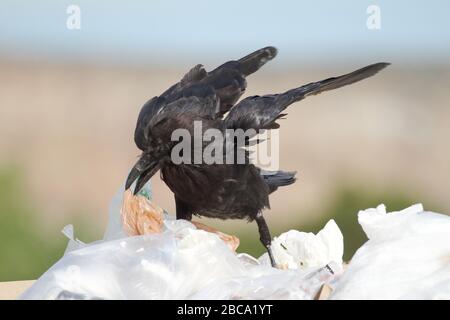 Il raven comune sta mangiando i rifiuti di cibo avvolta sui sacchetti di plastica in una discarica di rifiuti Foto Stock