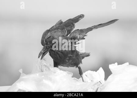 Il raven comune sta mangiando i rifiuti di cibo avvolta sui sacchetti di plastica in una discarica di rifiuti Foto Stock