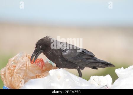 Il raven comune sta mangiando i rifiuti di cibo avvolta sui sacchetti di plastica in una discarica di rifiuti Foto Stock