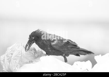 Il raven comune sta mangiando i rifiuti di cibo avvolta sui sacchetti di plastica in una discarica di rifiuti Foto Stock