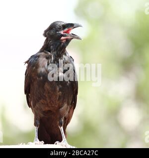 Il raven comune sta mangiando i rifiuti di cibo avvolta sui sacchetti di plastica in una discarica di rifiuti Foto Stock