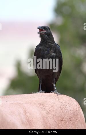 Il raven comune sta mangiando i rifiuti di cibo avvolta sui sacchetti di plastica in una discarica di rifiuti Foto Stock