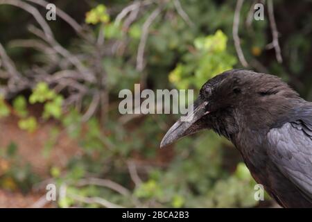 Il raven comune sta mangiando i rifiuti di cibo avvolta sui sacchetti di plastica in una discarica di rifiuti Foto Stock