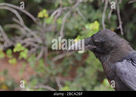 Il raven comune sta mangiando i rifiuti di cibo avvolta sui sacchetti di plastica in una discarica di rifiuti Foto Stock