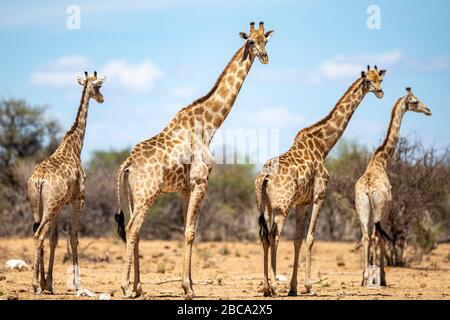 Un gregge di giraffe si trova in una pianura aperta nel Parco Nazionale Etosha in Namibia, Africa, il 8 dicembre 2019. (Foto: Gordon Donovan) Foto Stock