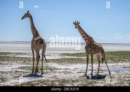 Un gregge di giraffe si trova in una pianura aperta nel Parco Nazionale Etosha in Namibia, Africa, il 8 dicembre 2019. (Foto: Gordon Donovan) Foto Stock