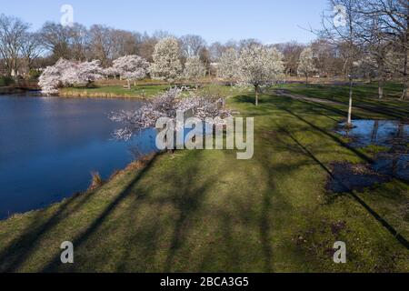 Vista aerea di lunghe ombre da alti alberi su erba verde lungo un lago con alberi di ciliegio rosa sullo sfondo. Foto Stock