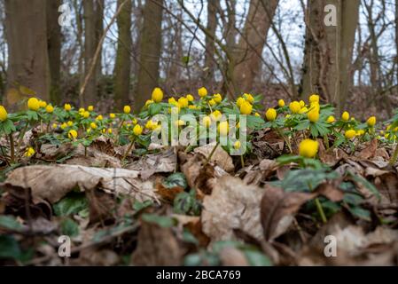 Aconiti invernali, segni di primavera, Eranthis hyemalis Foto Stock