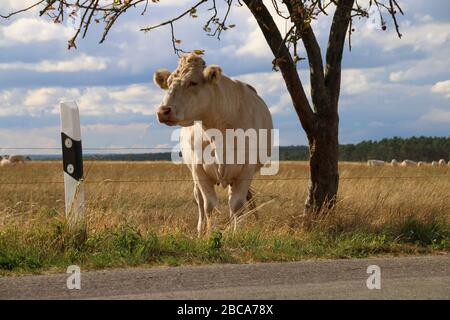 Una mucca guarda il traffico su una strada di campagna Foto Stock