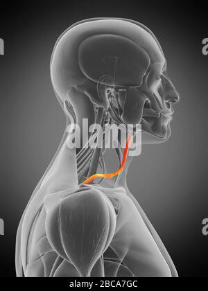 Muscolo Omohyoid, illustrazione. Foto Stock