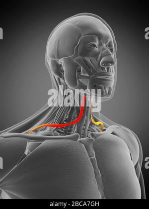 Muscolo Omohyoid, illustrazione. Foto Stock