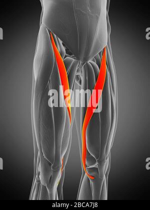 Muscolo Sartorius, illustrazione. Foto Stock
