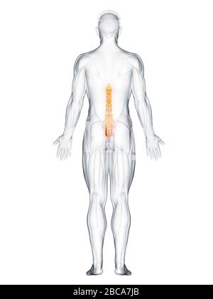 Muscolo Multifidus, illustrazione. Foto Stock