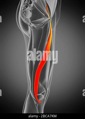 Muscolo Sartorius, illustrazione. Foto Stock