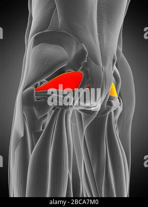 Piriformis muscolo, illustrazione. Foto Stock