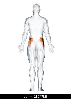 Gluteus medius muscolo, illustrazione. Foto Stock