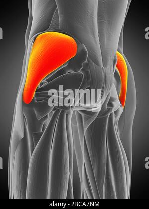 Gluteus medius muscolo, illustrazione. Foto Stock