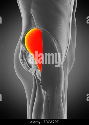 Gluteus medius muscolo, illustrazione. Foto Stock