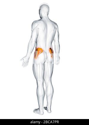 Gluteus medius muscolo, illustrazione. Foto Stock